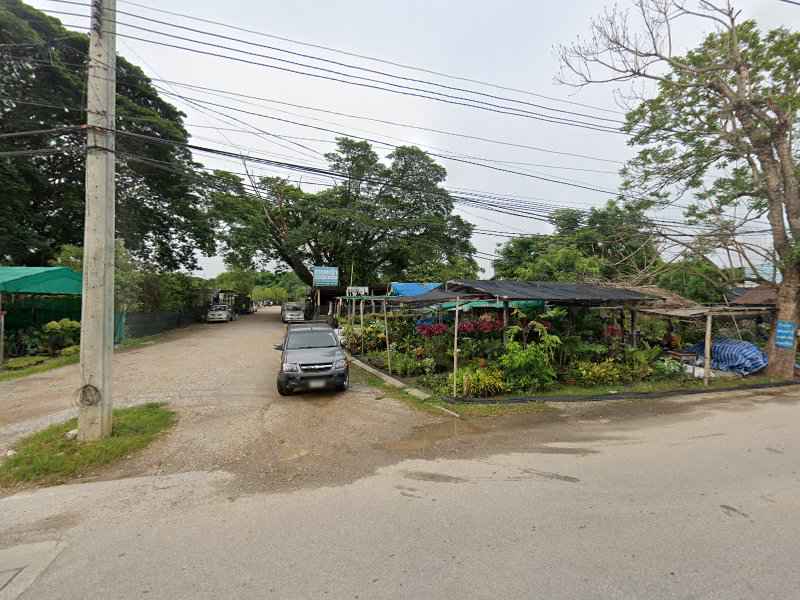 ร้านขายต้นไม้ อุ้ยคำพันธุ์ไม้ - 4