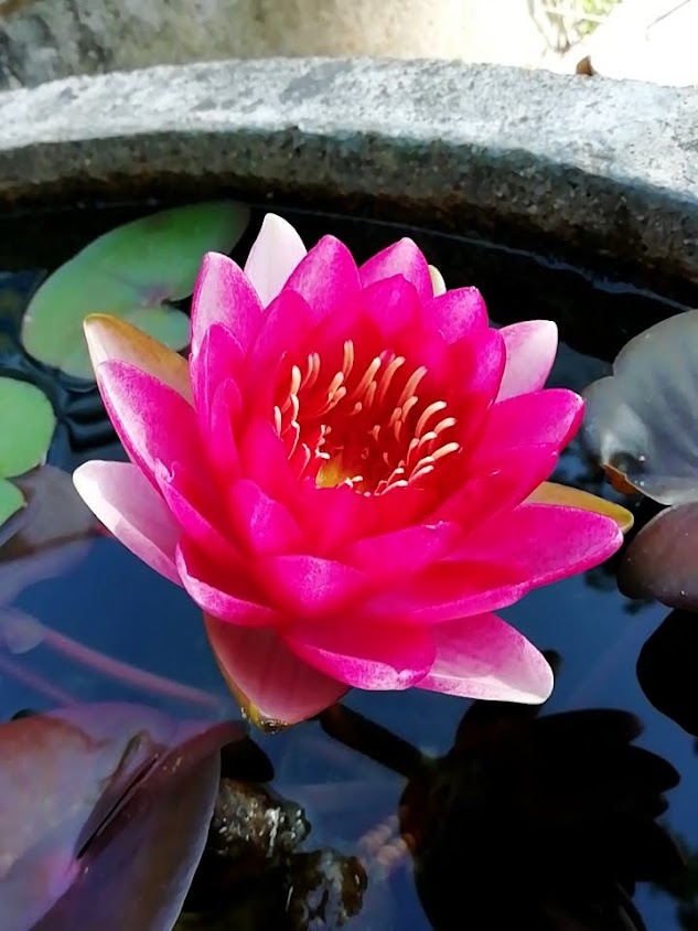 ร้านขายต้นไม้ - 3