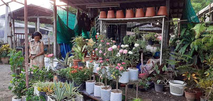 ร้านขายต้นไม้ - 4