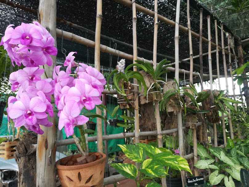 ร้านขายต้นไม้ 76 พรรณไม้ - 2