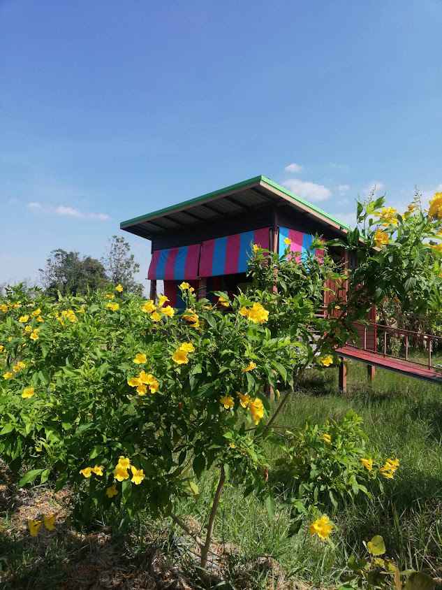 ร้านขายต้นไม้ meter farm sook - 2