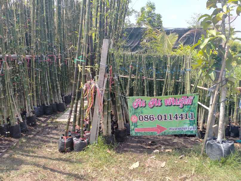 ร้านขายไผ่ดงบัง (จันจัน)