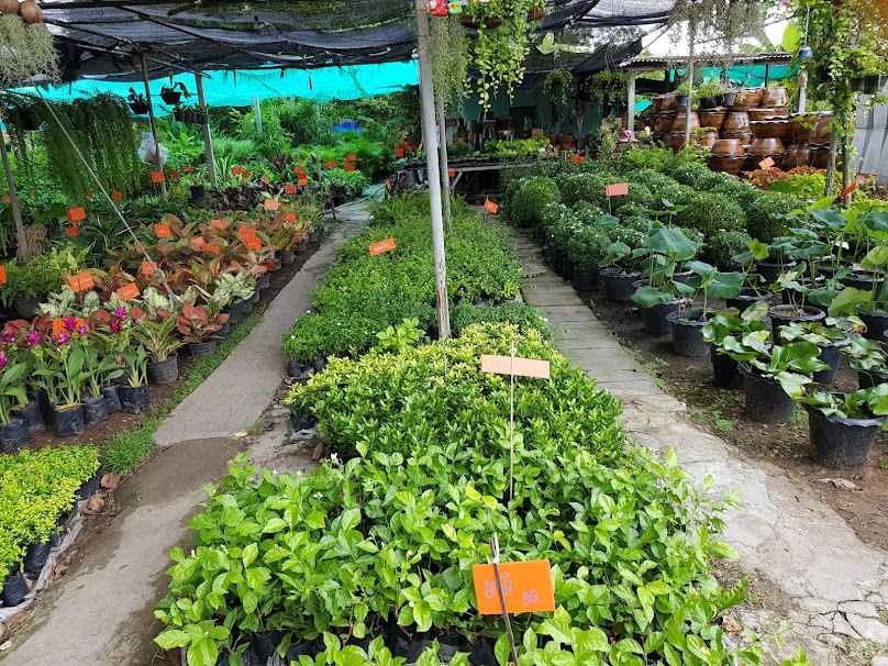 ร้านครรภ์ชนะพันธุ์ไม้ - 3