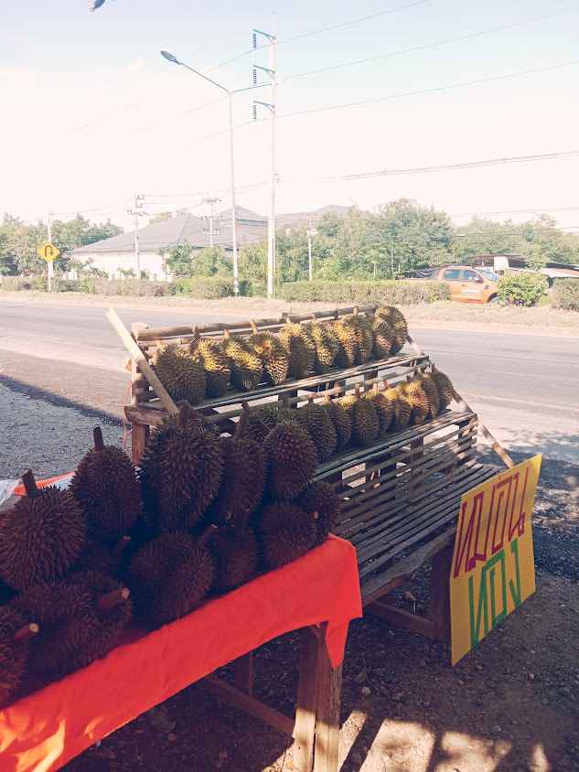ร้านคุณสมยศ จำหน่ายต้นกล้าทุเรียนหมอนทอง หลงลับแล สวนคุณสมยศ - 3