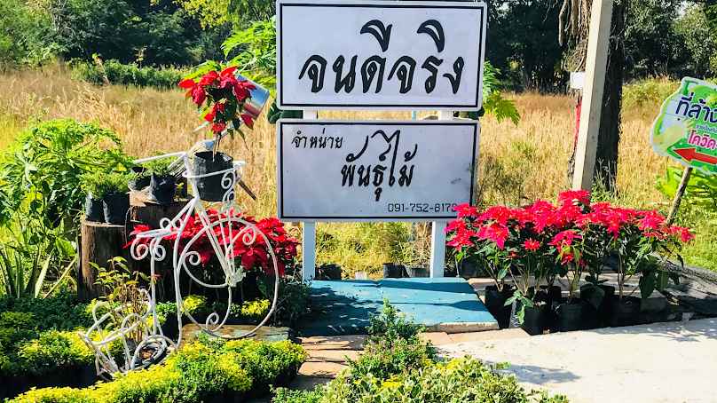 ร้านจนดีจริง พันธุ์ไม้