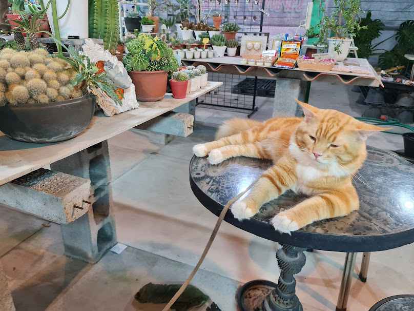 ร้านซาฮาร่าแคคตัส สาขาตลาดนินจาอมตะ - 2