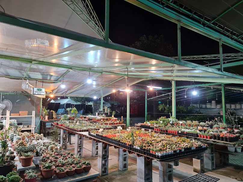 ร้านซาฮาร่าแคคตัส สาขาตลาดนินจาอมตะ - 3