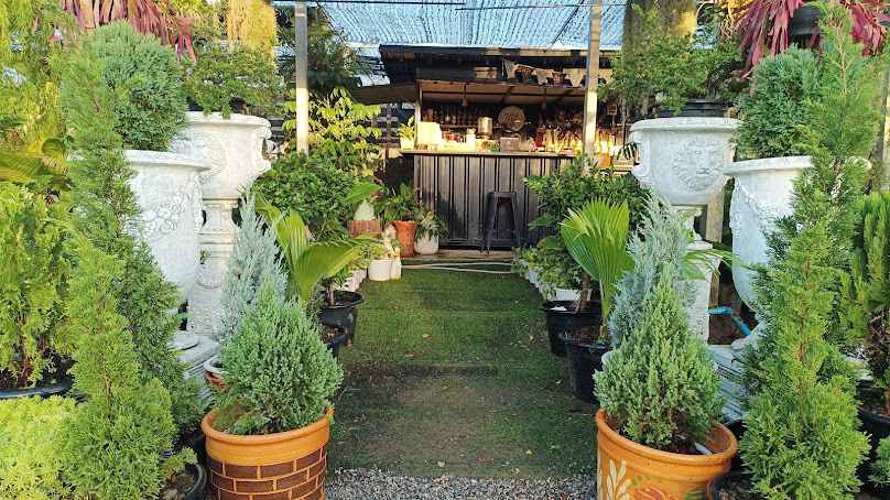 ร้านดวงดี ไม้มงคล - 4