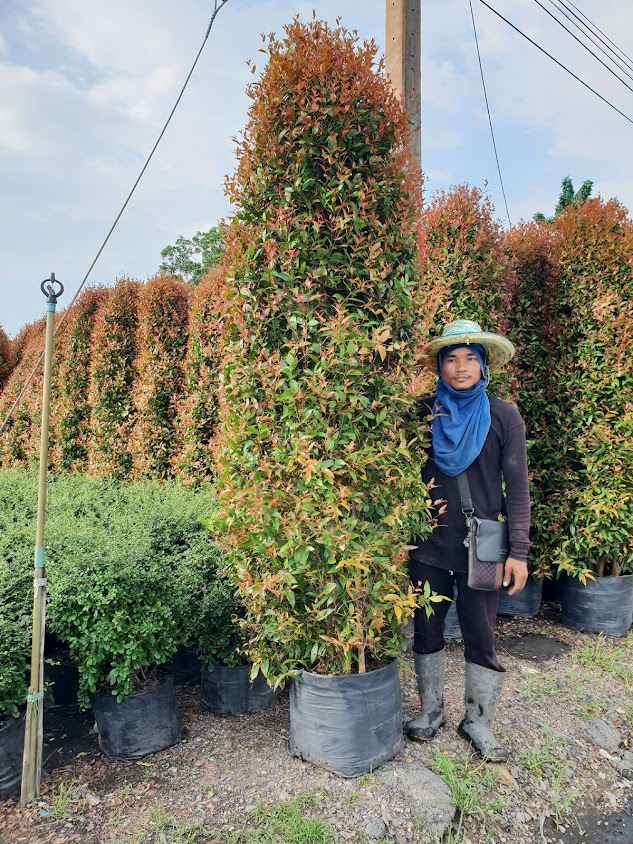 ร้านดาวัลย์พันไม้คลอง15 - 2