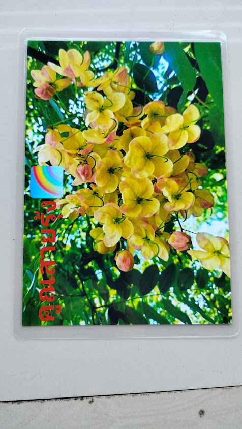ร้านตะวันพันธุ์ไม้​ - 2