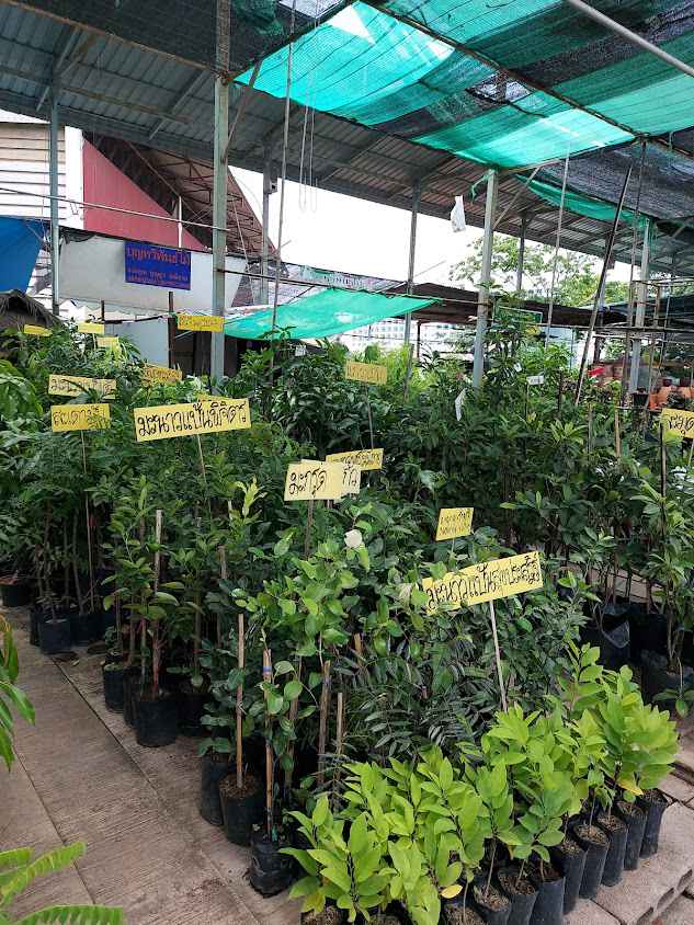 ร้านตุ๊กตาพันธุ์ไม้ - 3