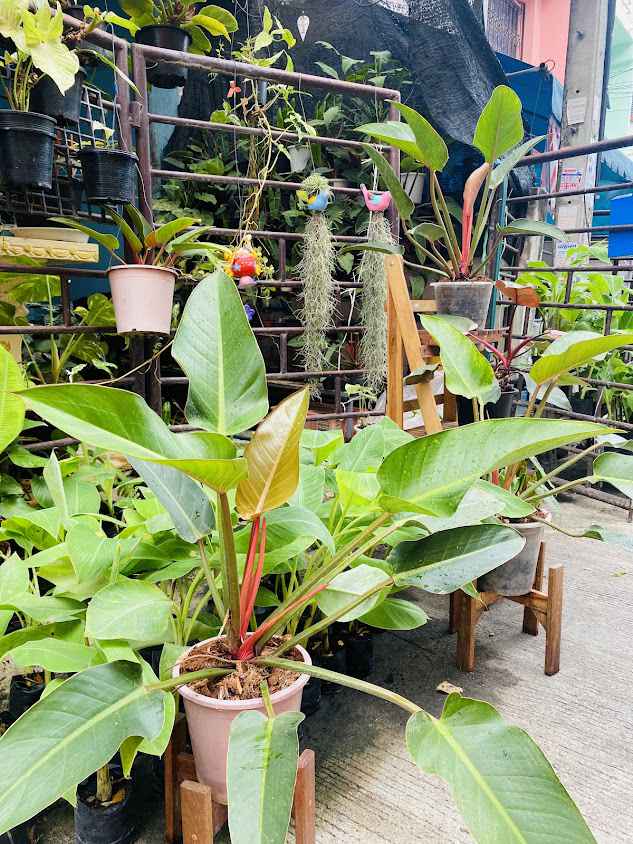ร้านต้นกล้วย ซันซัน การ์เด้น : จำหน่ายต้นกล้วยพันธุ์ดี ไม่มีหนอนกอ 100 %, ไม้ด่าง, ไม้มงคล, ไม้ประดับ