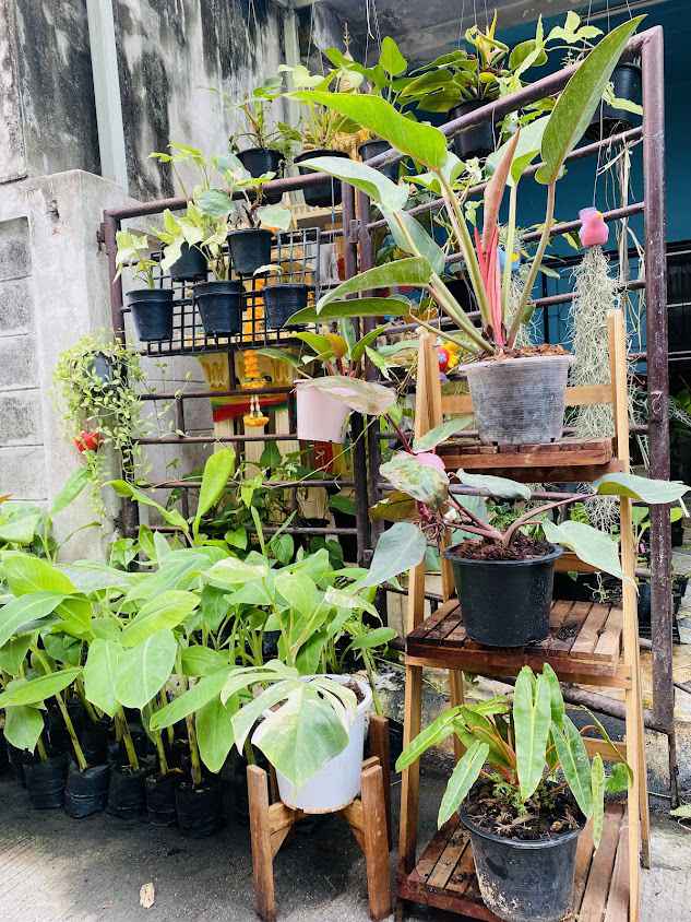 ร้านต้นกล้วย ซันซัน การ์เด้น : จำหน่ายต้นกล้วยพันธุ์ดี ไม่มีหนอนกอ 100 %, ไม้ด่าง, ไม้มงคล, ไม้ประดับ - 3