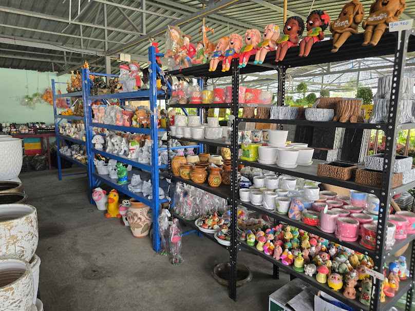 ร้านต้นกล้วย ซันซัน การ์เด้น : จำหน่ายต้นกล้วยพันธุ์ดี ไม่มีหนอนกอ 100 %, ไม้ด่าง, ไม้มงคล, ไม้ประดับ - 4