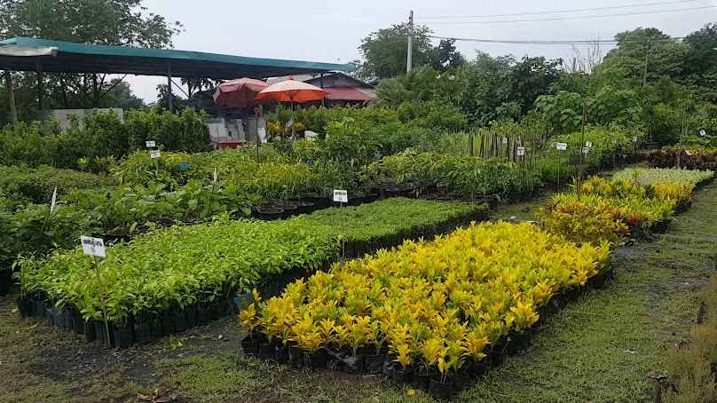 ร้านต้นงาม ไม้ดอก ไม้ประดับ ผักสวนครัว