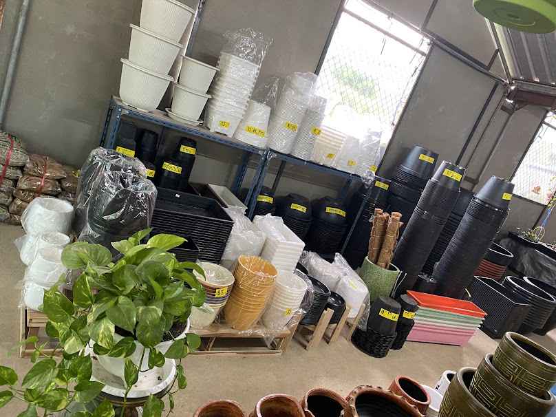 ร้านต้นงาม ไม้ดอก ไม้ประดับ ผักสวนครัว - 2