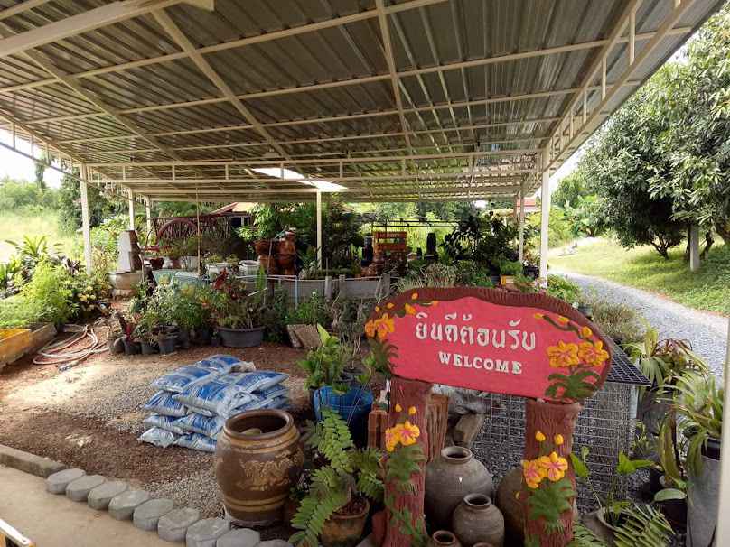 ร้านต้นงาม ไม้ดอก ไม้ประดับ ผักสวนครัว - 3