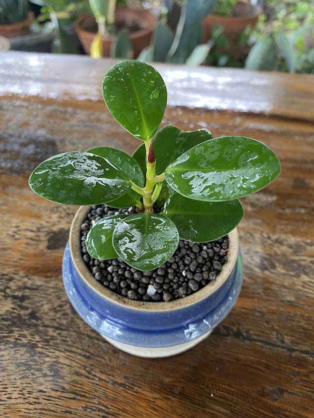 ร้านต้นไม้ของพ่อbyแพรพลอย - 2