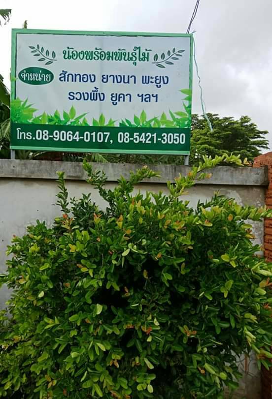 ร้านต้นไม้ของพ่อbyแพรพลอย - 4