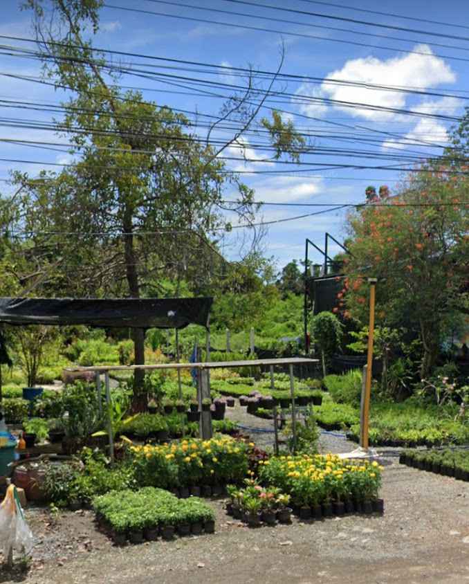 ร้านต้นไม้ครูสมปอง - 4