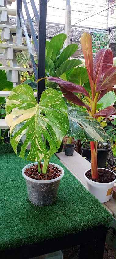 ร้านต้นไม้คลองชะอม (Yada garden trees) - 3