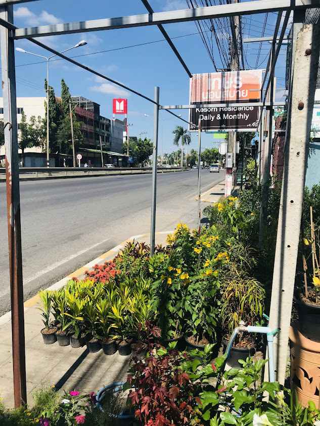 ร้านต้นไม้คุณโจ้แปดริ้วมีบริการจัดส่ง/ปลูก/ให้เช่าต้นไม้ - 2