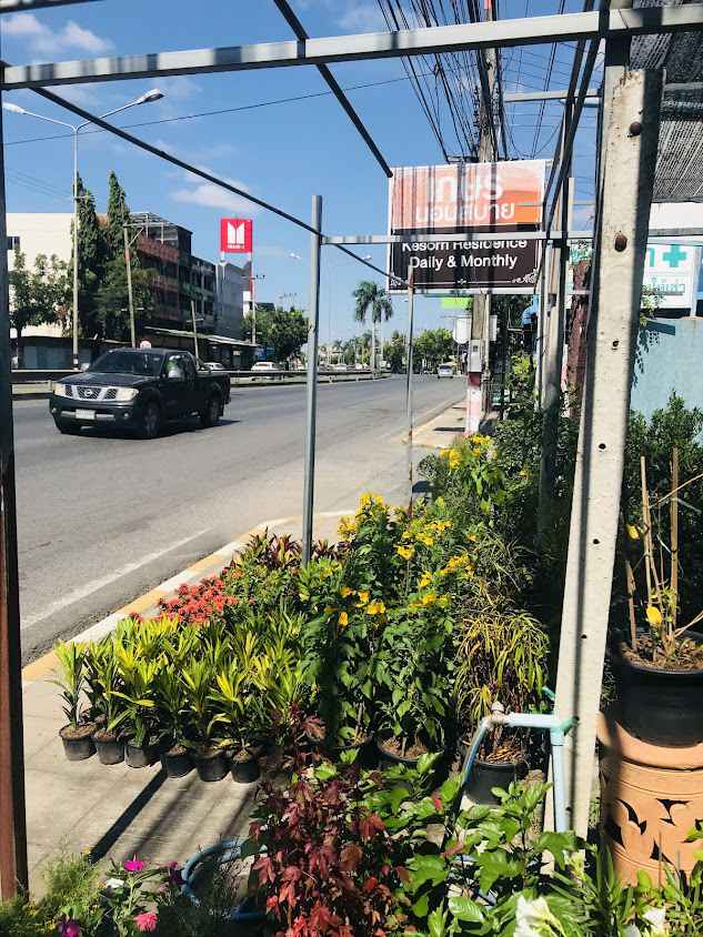ร้านต้นไม้คุณโจ้แปดริ้วมีบริการจัดส่ง/ปลูก/ให้เช่าต้นไม้ - 3