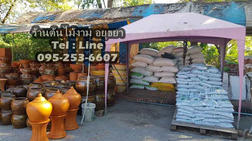 ร้านต้นไม้งาม อยุธยา - 2
