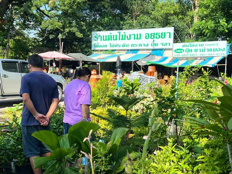 ร้านต้นไม้งาม อยุธยา - 3
