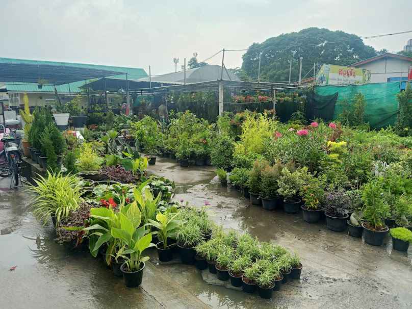 ร้านต้นไม้ดา - 1