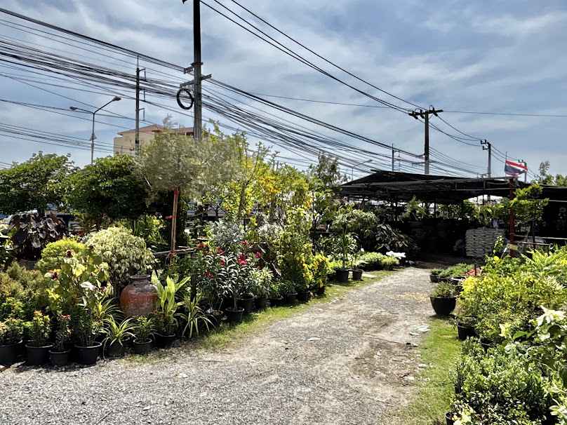 ร้านต้นไม้ดินทองดีการเกษตร สาขากิ่งเเก้ว-บางพลี - 2
