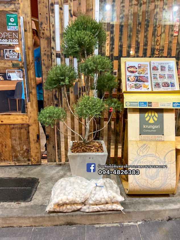 ร้านต้นไม้ดินทองดีการเกษตร สาขาแพรกษา - 4