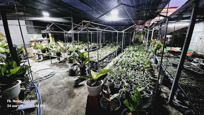 ร้านต้นไม้ดินทองดีการเกษตร สาขา หนามแดง - 4