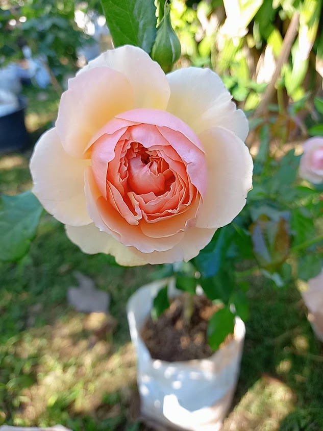 ร้านต้นไม้ตาพระยา - 2