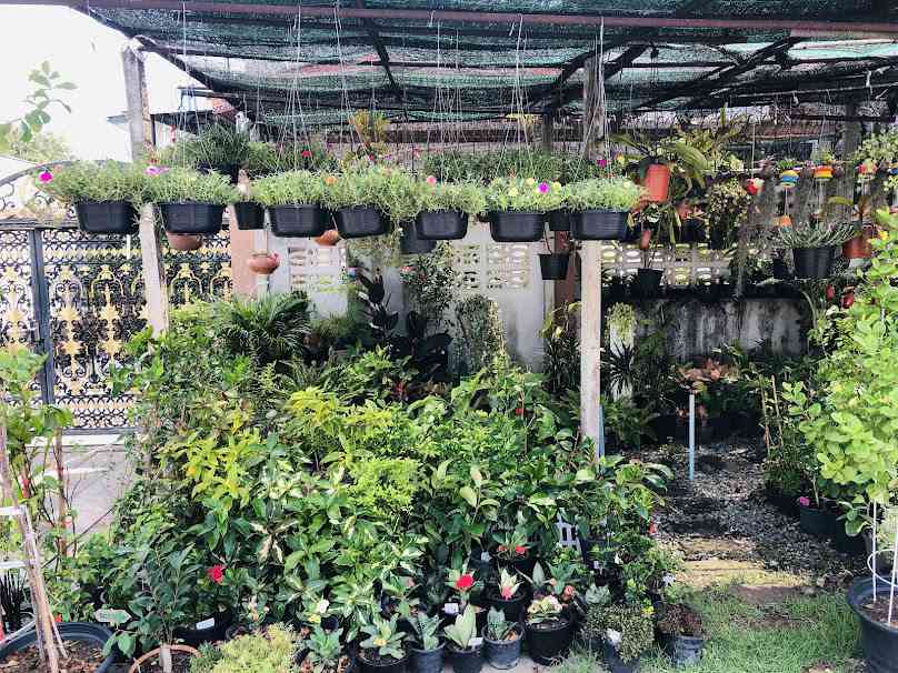 ร้านต้นไม้ตายายศาลาแดง - 4