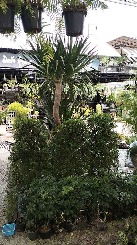 ร้านต้นไม้นราการ์เด้นท์ - 3