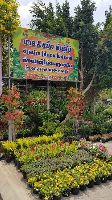 ร้านต้นไม้นาย&แน็คพันธุ์ไม้