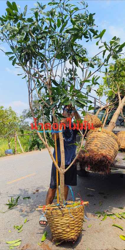 ร้านต้นไม้นาย&แน็คพันธุ์ไม้ - 3