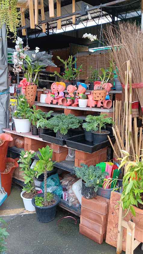 ร้านต้นไม้นาย&แน็คพันธุ์ไม้ - 4