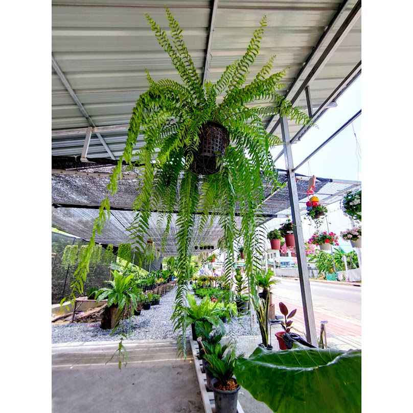 ร้านต้นไม้บางคล้า tree story 8riew - 2