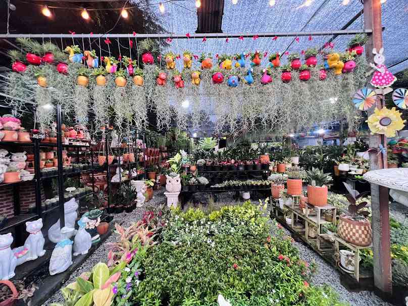 ร้านต้นไม้บ่อวิน หนองก้างปลา (สวนนิศา) - 2