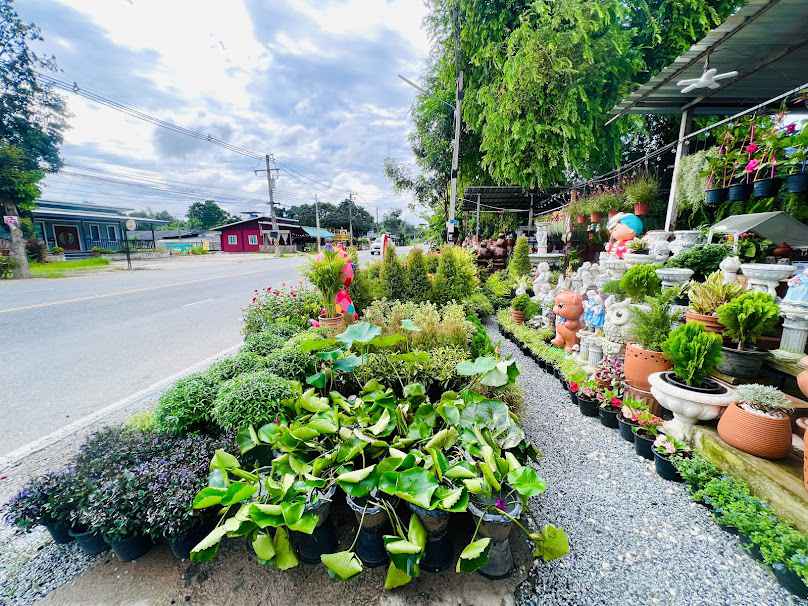 ร้านต้นไม้บ่อวิน หนองก้างปลา (สวนนิศา) - 4