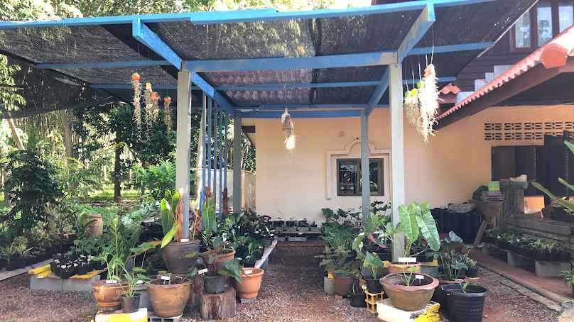 ร้านต้นไม้บ้านสวนอัมพัน ไม้ผล ไม้ประดับ ไม้ตกแต่งสวน พืชสวนครัว - 4