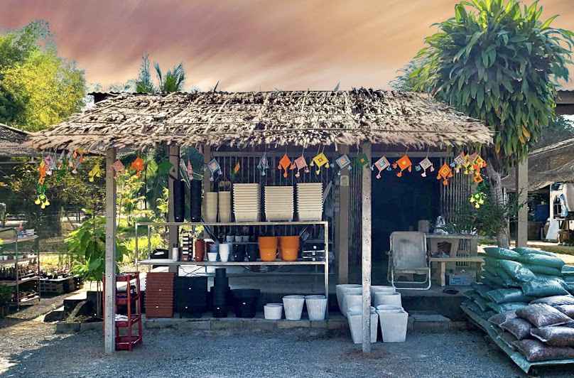 ร้านต้นไม้บ้านสวนอินวิเชียรจำหน่ายไม้มงคลทุกชนิด - 2