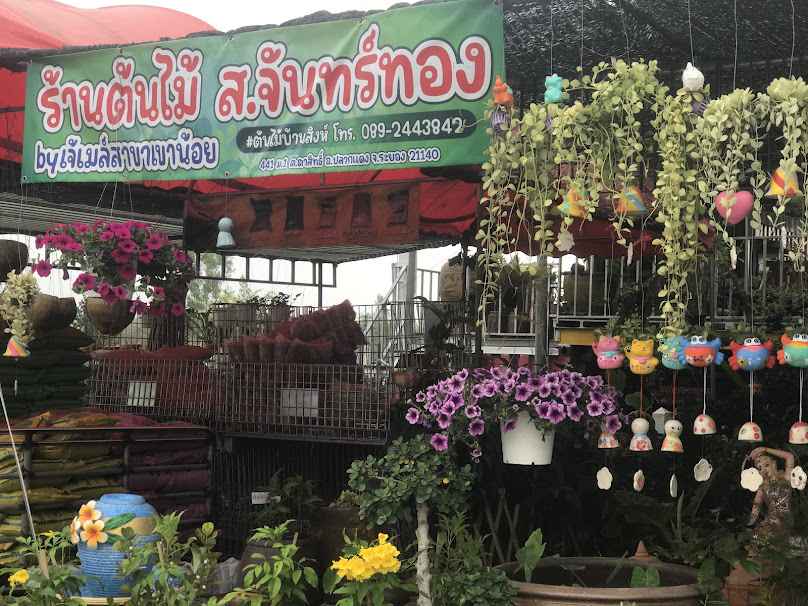 ร้านต้นไม้ปลวกแดงเขาน้อยตาสิทธิ์ ต้นไม้บ้านสิงห์ - 3
