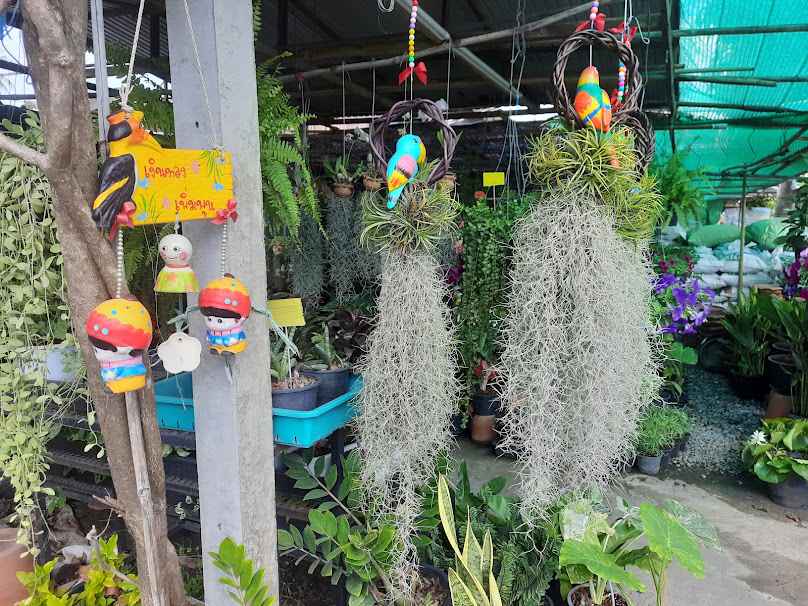 ร้านต้นไม้ป่าหวาย - 2