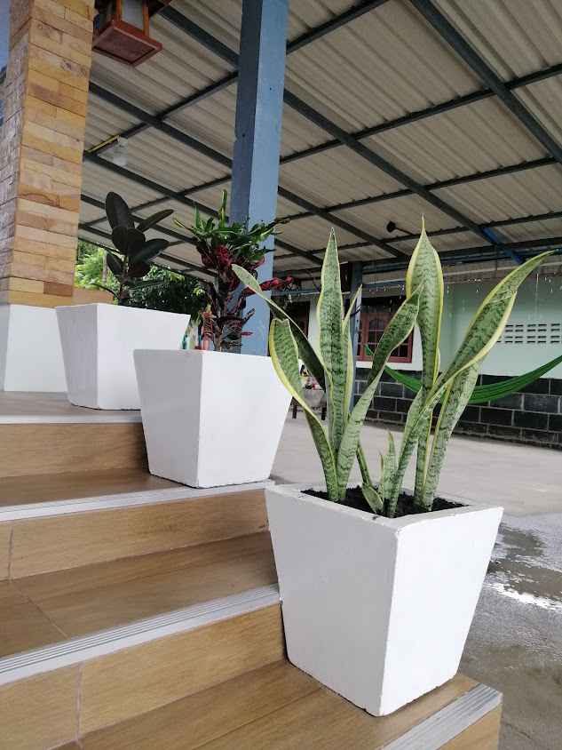 ร้านต้นไม้ป้าอ๋อ - 2