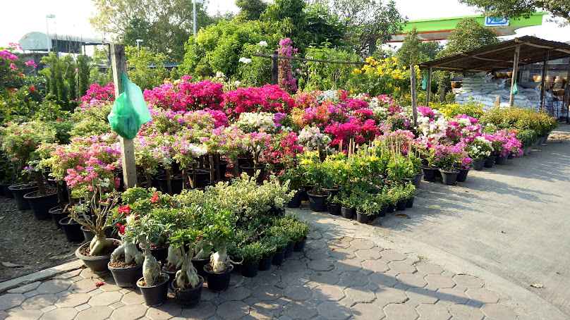 ร้านต้นไม้ป้าแดง - 4
