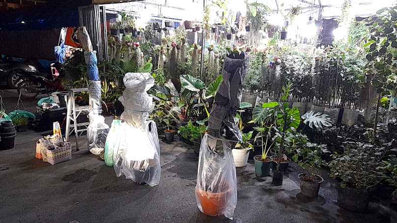 ร้านต้นไม้มงคล ไม้ฟอกอากาศ นุ บี - 2