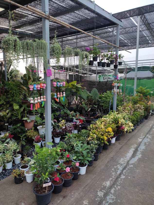 ร้านต้นไม้มานะเเพลนท์ - 2
